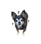 愛犬チップ様（個別スタンプ：31）