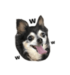 愛犬チップ様（個別スタンプ：32）