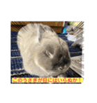 そらまるꪔ͈̮（個別スタンプ：21）