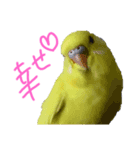すけかく（個別スタンプ：2）