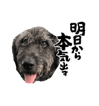 ショパンとニコと家康と（個別スタンプ：1）