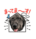 ショパンとニコと家康と（個別スタンプ：24）