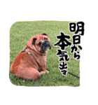ショパンとニコと家康と（個別スタンプ：35）