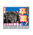 ショパンとニコと家康と（個別スタンプ：37）