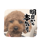マルだよーん（個別スタンプ：1）