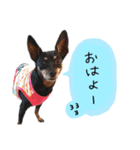 お礼のミニピンちゃん（個別スタンプ：2）
