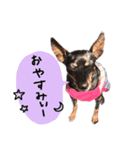 お礼のミニピンちゃん（個別スタンプ：3）