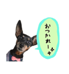 お礼のミニピンちゃん（個別スタンプ：4）