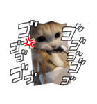 我が家のペット＆変顔玉子（笑）＆動物園の子（個別スタンプ：9）