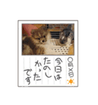 我が家のペット＆変顔玉子（笑）＆動物園の子（個別スタンプ：16）