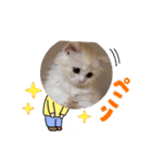 我が家のペット＆変顔玉子（笑）＆動物園の子（個別スタンプ：22）