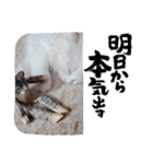 我が家のペット＆変顔玉子（笑）＆動物園の子（個別スタンプ：24）