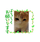 我が家のペット＆変顔玉子（笑）＆動物園の子（個別スタンプ：26）