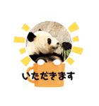 我が家のペット＆変顔玉子（笑）＆動物園の子（個別スタンプ：32）