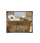 キュート・チワワ 2 修正版（個別スタンプ：15）