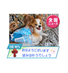 ぱぴぱぴパピヨン89（個別スタンプ：1）