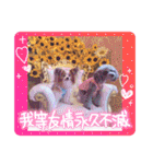 ぱぴぱぴパピヨン89（個別スタンプ：17）