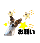 Jack_Russell_Terrier_5（個別スタンプ：1）