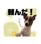 Jack_Russell_Terrier_5（個別スタンプ：2）