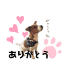 Jack_Russell_Terrier_5（個別スタンプ：3）