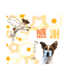 Jack_Russell_Terrier_5（個別スタンプ：4）