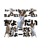 Jack_Russell_Terrier_5（個別スタンプ：6）