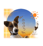 Jack_Russell_Terrier_5（個別スタンプ：11）