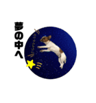 Jack_Russell_Terrier_5（個別スタンプ：12）