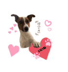 Jack_Russell_Terrier_5（個別スタンプ：13）