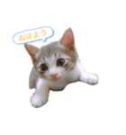 ライにゃん2（個別スタンプ：1）