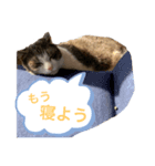 ライにゃん2（個別スタンプ：3）