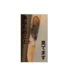 ライにゃん2（個別スタンプ：5）