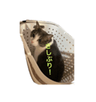 ライにゃん2（個別スタンプ：8）