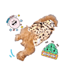 プードル犬マロン5（個別スタンプ：7）