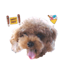プードル犬マロン5（個別スタンプ：9）