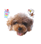 プードル犬マロン5（個別スタンプ：10）