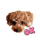 プードル犬マロン5（個別スタンプ：11）