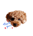 プードル犬マロン5（個別スタンプ：12）