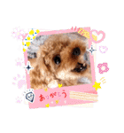 プードル犬マロン5（個別スタンプ：13）