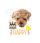 プードル犬マロン5（個別スタンプ：14）