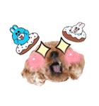 プードル犬マロン5（個別スタンプ：15）
