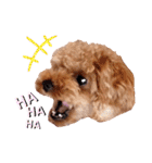 プードル犬マロン5（個別スタンプ：16）