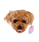 プードル犬マロン5（個別スタンプ：18）