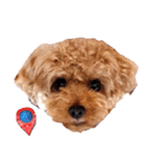 プードル犬マロン5（個別スタンプ：19）
