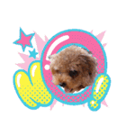 プードル犬マロン5（個別スタンプ：21）