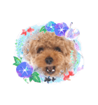 プードル犬マロン5（個別スタンプ：22）