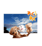 プードル犬マロン5（個別スタンプ：24）