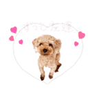 プードル犬マロン5（個別スタンプ：25）