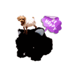 プードル犬マロン5（個別スタンプ：27）