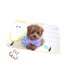 プードル犬マロン5（個別スタンプ：33）